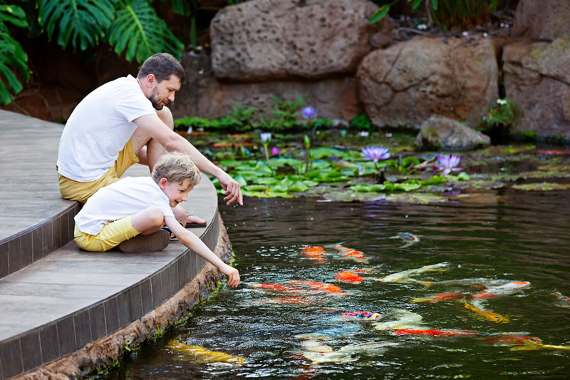 Featured image for “How to keep your Koi pond fish alive during the winter season”